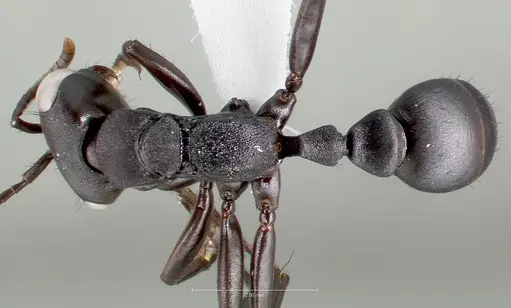 Pseudomyrmex niger specimen CASENT0005845 image casent0005845_1