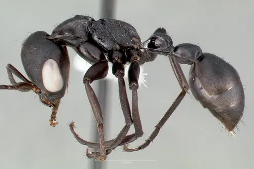 Pseudomyrmex niger specimen CASENT0005845 image casent0005845_3