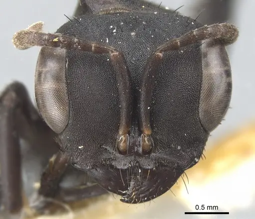 Pseudomyrmex niger specimen CASENT0902853 image casent0902853_2