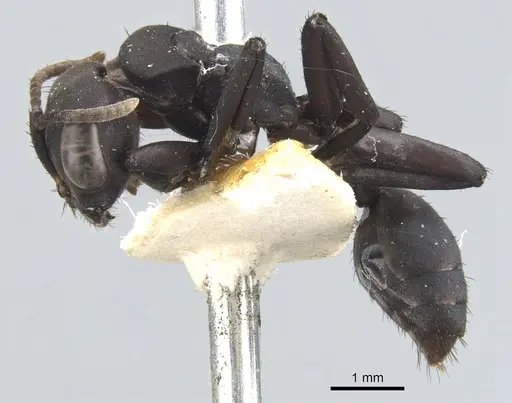 Pseudomyrmex niger specimen CASENT0902853 image casent0902853_3