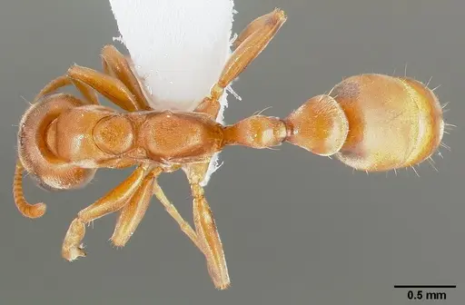 Pseudomyrmex nigrocinctus specimen CASENT0005795 image casent0005795_1