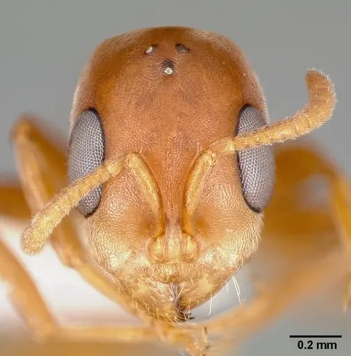 Pseudomyrmex nigrocinctus specimen CASENT0005795 image casent0005795_2