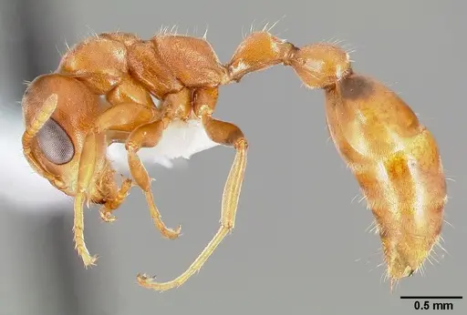 Pseudomyrmex nigrocinctus specimen CASENT0005795 image casent0005795_3