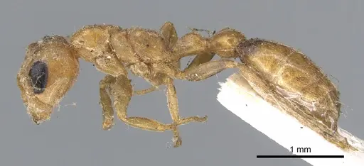 Pseudomyrmex nigrocinctus specimen CASENT0902906 image casent0902906_3