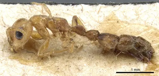 Pseudomyrmex nigrocinctus specimen CASENT0904056 image casent0904056_3