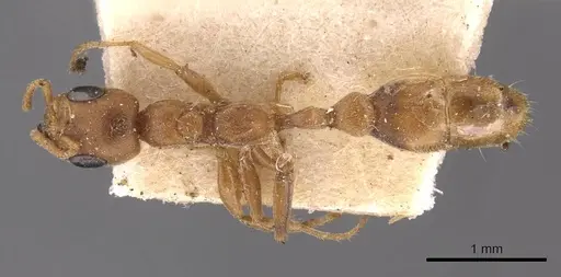 Pseudomyrmex nigrocinctus specimen CASENT0907493 image casent0907493_1
