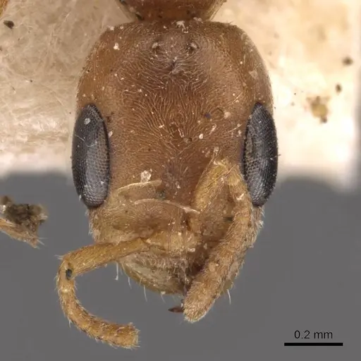 Pseudomyrmex nigrocinctus specimen CASENT0907493 image casent0907493_2