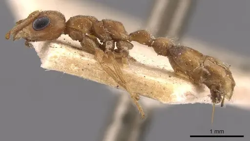 Pseudomyrmex nigrocinctus specimen CASENT0907493 image casent0907493_3