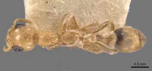 Pseudomyrmex nigrocinctus specimen CASENT0907550 image casent0907550_1
