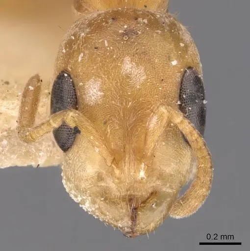 Pseudomyrmex nigrocinctus specimen CASENT0907550 image casent0907550_2