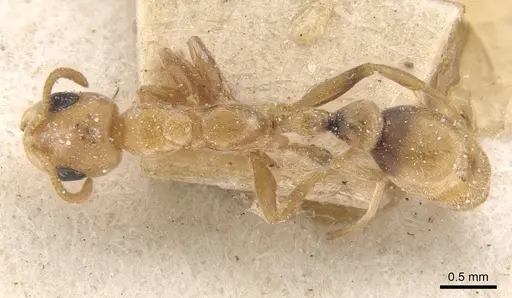Pseudomyrmex nigrocinctus specimen CASENT0915512 image casent0915512_1