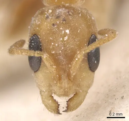 Pseudomyrmex nigrocinctus specimen CASENT0915512 image casent0915512_2