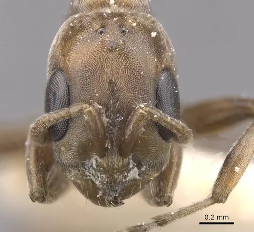 Pseudomyrmex nigrocinctus specimen CASENT0915513 image casent0915513_2