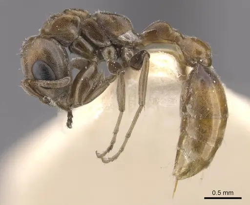 Pseudomyrmex nigrocinctus specimen CASENT0915513 image casent0915513_3