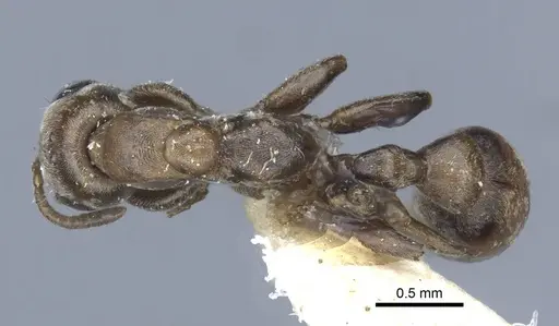 Pseudomyrmex nigrocinctus specimen CASENT0916877 image casent0916877_1