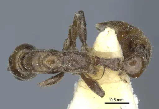 Pseudomyrmex nigrocinctus specimen CASENT0916877 image casent0916877_2