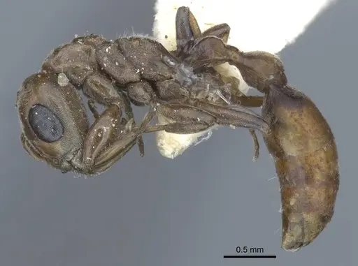 Pseudomyrmex nigrocinctus specimen CASENT0916877 image casent0916877_3