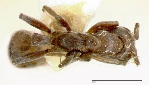 Pseudomyrmex nigrocinctus specimen FOCOL0319-1 image focol0319-1_1