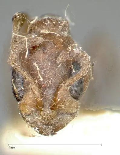 Pseudomyrmex nigrocinctus specimen FOCOL0319-1 image focol0319-1_2