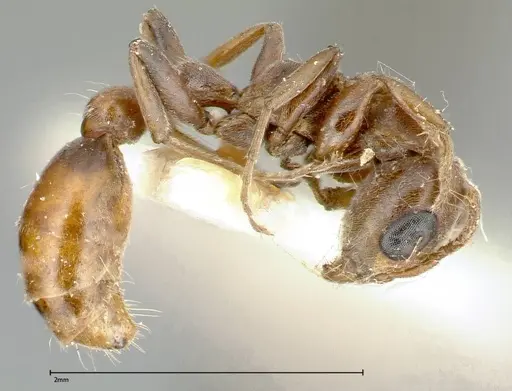 Pseudomyrmex nigrocinctus specimen FOCOL0319-1 image focol0319-1_3