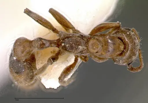 Pseudomyrmex nigrocinctus specimen FOCOL0319-2 image focol0319-2_1