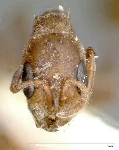 Pseudomyrmex nigrocinctus specimen FOCOL0319-2 image focol0319-2_2