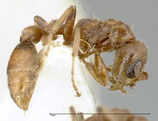 Pseudomyrmex nigrocinctus specimen FOCOL0319-2 image focol0319-2_3