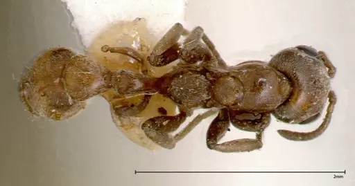 Pseudomyrmex nigrocinctus specimen FOCOL0319-3 image focol0319-3_1