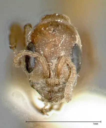 Pseudomyrmex nigrocinctus specimen FOCOL0319-3 image focol0319-3_2