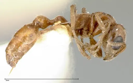Pseudomyrmex nigrocinctus specimen FOCOL0319-3 image focol0319-3_3