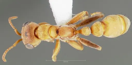 Pseudomyrmex nigropilosus specimen CASENT0005846 image casent0005846_1