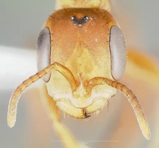 Pseudomyrmex nigropilosus specimen CASENT0005846 image casent0005846_2