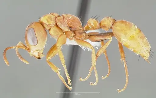 Pseudomyrmex nigropilosus specimen CASENT0005846 image casent0005846_3