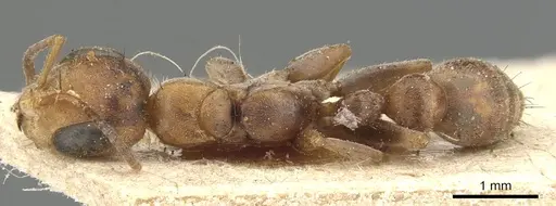 Pseudomyrmex nigropilosus specimen CASENT0904046 image casent0904046_1