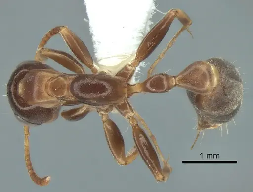 Pseudomyrmex nimbus specimen CASENT0863541 image casent0863541_1