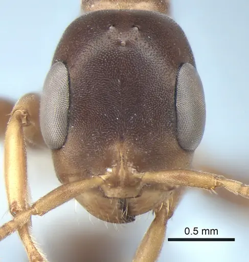 Pseudomyrmex nimbus specimen CASENT0863541 image casent0863541_2