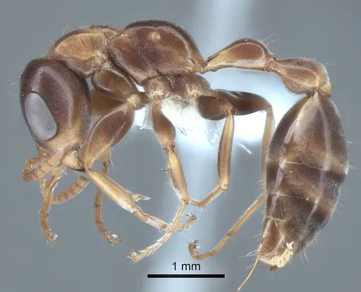 Pseudomyrmex nimbus specimen CASENT0863541 image casent0863541_3