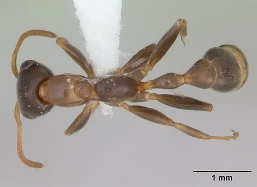 Pseudomyrmex nimbus specimen JTLC000005477 image jtlc000005477_1