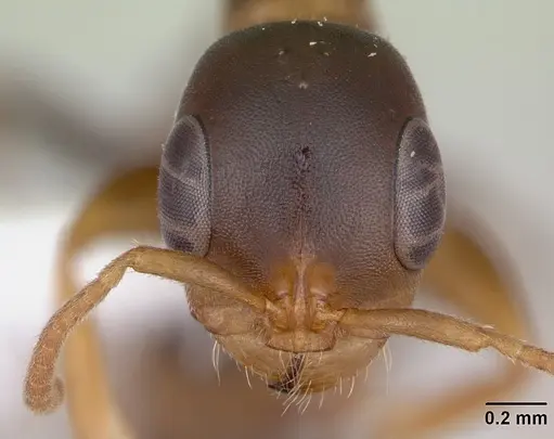 Pseudomyrmex nimbus specimen JTLC000005477 image jtlc000005477_2