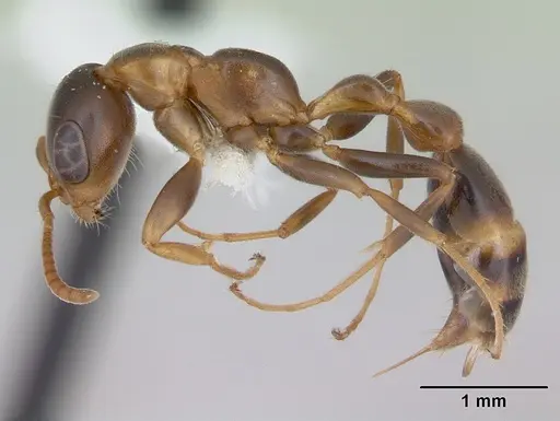 Pseudomyrmex nimbus specimen JTLC000005477 image jtlc000005477_3