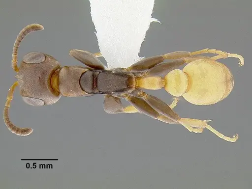 Pseudomyrmex obtusus specimen CASENT0794100 image casent0794100_1