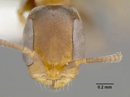 Pseudomyrmex obtusus specimen CASENT0794100 image casent0794100_2