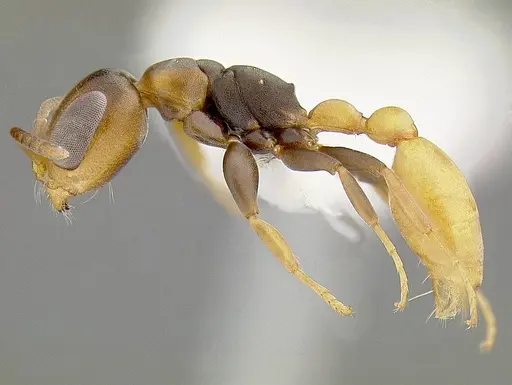 Pseudomyrmex obtusus specimen CASENT0794100 image casent0794100_3