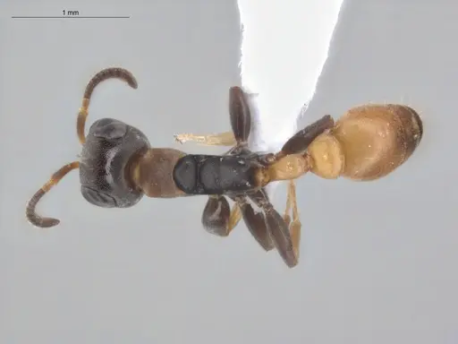 Pseudomyrmex obtusus specimen ECOFOG-BUG-1383-07 image ecofog-bug-1383-07_1