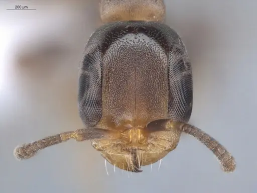 Pseudomyrmex obtusus specimen ECOFOG-BUG-1383-07 image ecofog-bug-1383-07_2