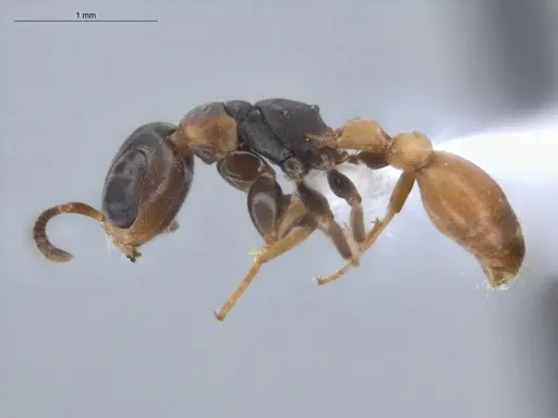 Pseudomyrmex obtusus specimen ECOFOG-BUG-1383-07 image ecofog-bug-1383-07_3