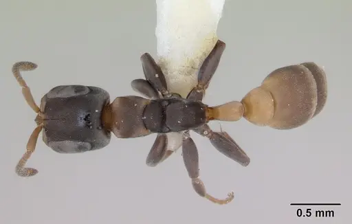 Pseudomyrmex obtusus specimen LACMENT142550 image lacment142550_1