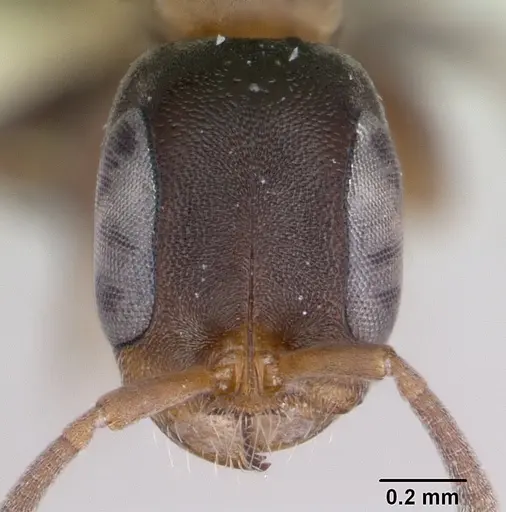 Pseudomyrmex obtusus specimen LACMENT142550 image lacment142550_2