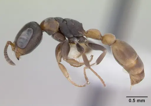 Pseudomyrmex obtusus specimen LACMENT142550 image lacment142550_3