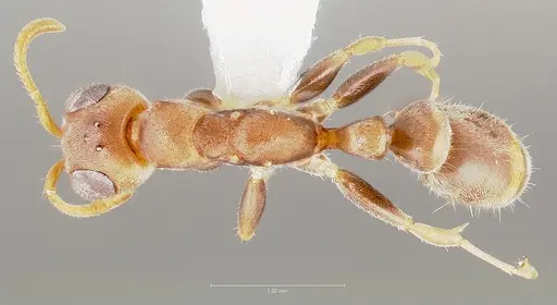 Pseudomyrmex oculatus specimen CASENT0005875 image casent0005875_1